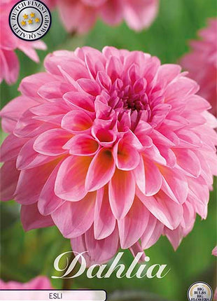 Dahlia Boll Esli 1-pack NYHET