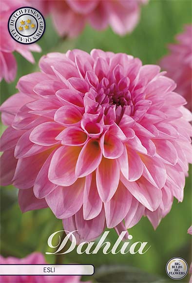 Dahlia Boll Esli 1-pack NYHET