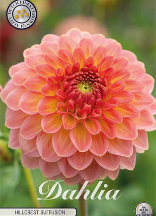 Dahlia Boll Hillcrest Suffusion 1-pack NYHET