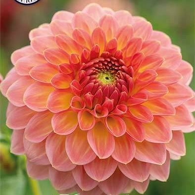 Dahlia Boll Hillcrest Suffusion 1-pack NYHET