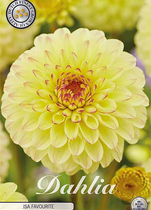 Dahlia Boll Caitlin's Joy 1-pak NYHED