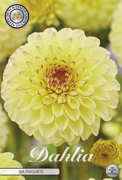 Dahlia Boll Caitlin's Joy 1-pak NYHED