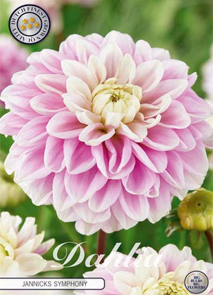 Dahlia Boll Jannicks Symphony 1-pack NYHET