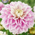 Dahlia Boll Jannicks Symphony 1-pack NYHET