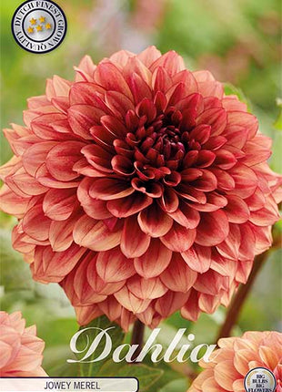 Dahlia Boll Jowey Merel 1-pack NYHET