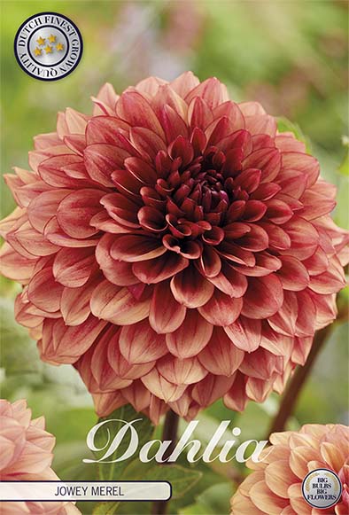 Dahlia Boll Caitlin's Joy 1-pak NYHED