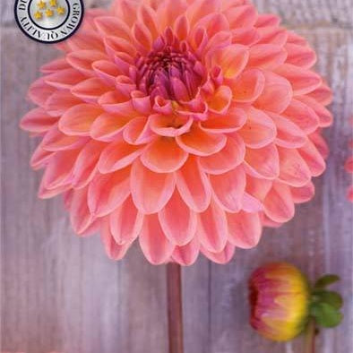 Dahlia Boll Moderato 1-pack NYHET