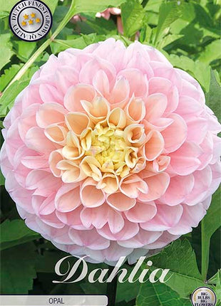 Dahlia Boll Caitlin's Joy 1-pak NYHED