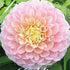Dahlia Boll Opal 1-pack NYHET