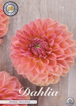 Dahlia Boll Orange Favourite 1-pack NYHET