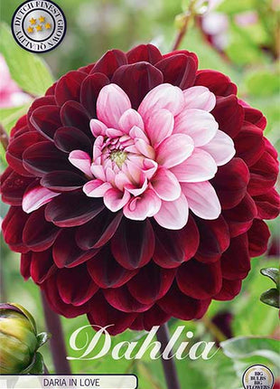 Dahlia Border Bluesette