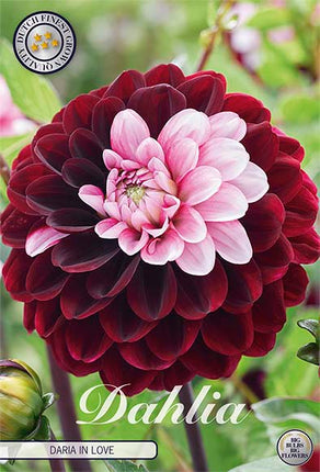 Dahlia Daria In Love Dekorativ 1-pack NYHET