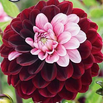 Dahlia Daria In Love Dekorativ 1-pack NYHET