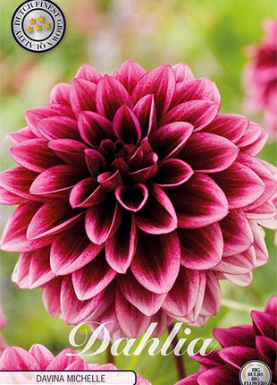 Dahlia Border Bluesette 1 kpl