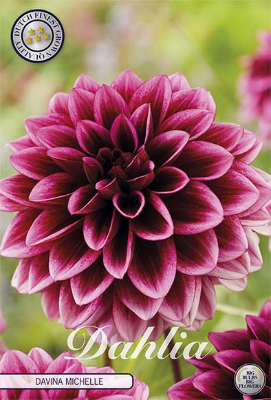 Dahlia Border Bluesette