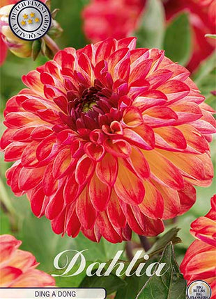 Dahlia Border Bluesette 1 kpl