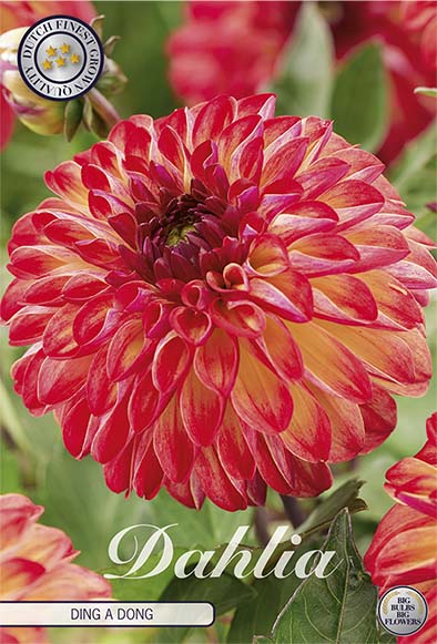 Dahlia Border Bluesette 1 kpl