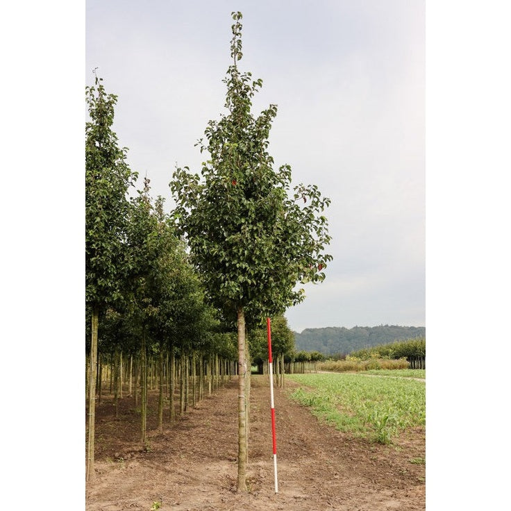 Litet kinapäron - Pyrus calleryana 'Chanticleer'  - Stammens omkrets 20-25 cm, höjd 4-4,5 meter,  HS,