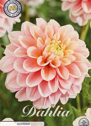 Dahlia Border Bluesette