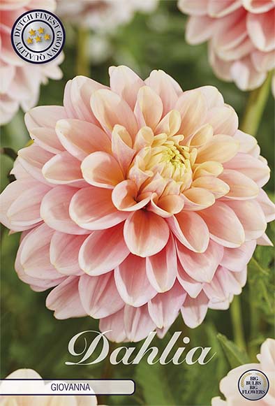 Dahlia Border Bluesette