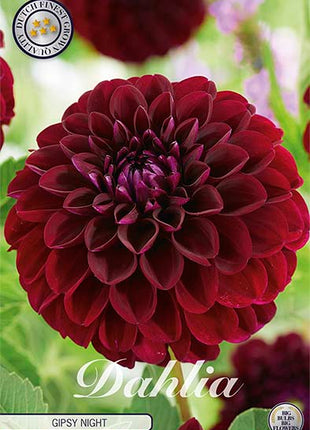 Dahlia Pompon Gipsy Night 1-pack NYHET