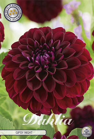 Dahlia Pompon Dark Spirit 1 kpl