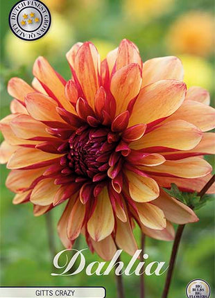 Dahlia Border Bluesette