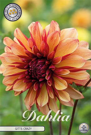 Dahlia Gitts Crazy Dekorativ 1-pack NYHET