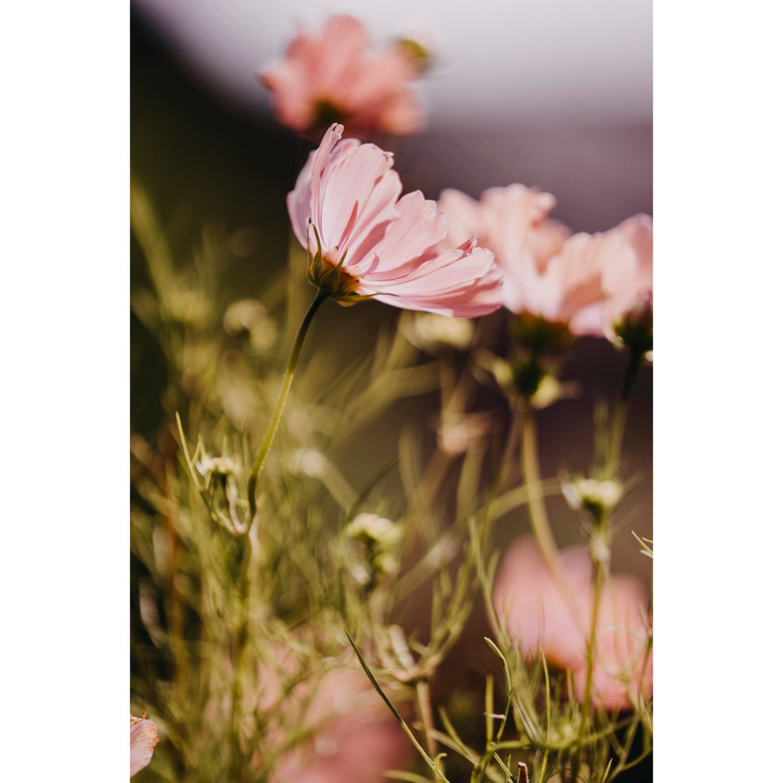 Rosenskära Apricotta