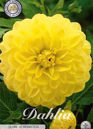 Dahlia Border Bluesette 1 kpl