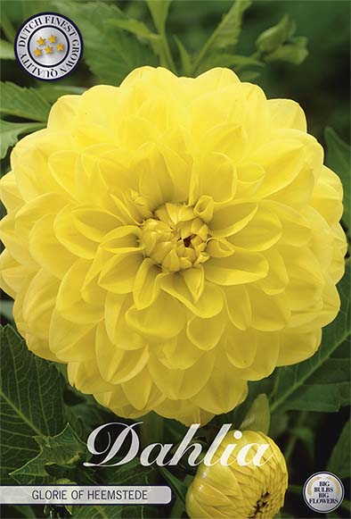 Dahlia Border Bluesette