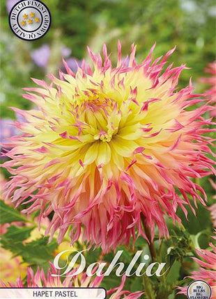 Dahlia Border Bluesette