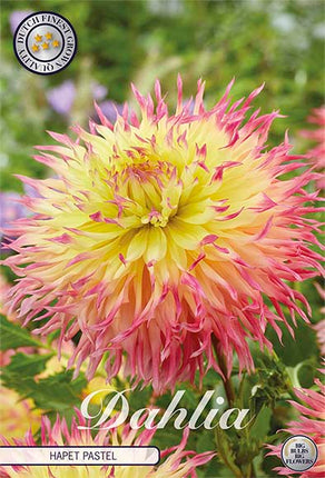 Dahlia Hapet Pastel Dekorativ 1-pack NYHET