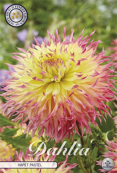 Dahlia Border Bluesette 1 kpl