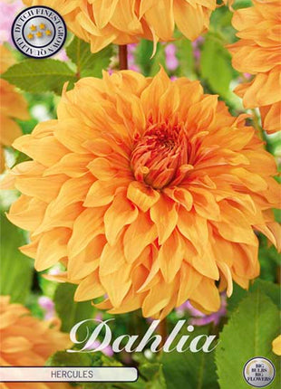 Dahlia Border Bluesette