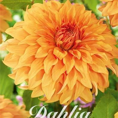 Dahlia Hercules Dekorativ 1-pack NYHET