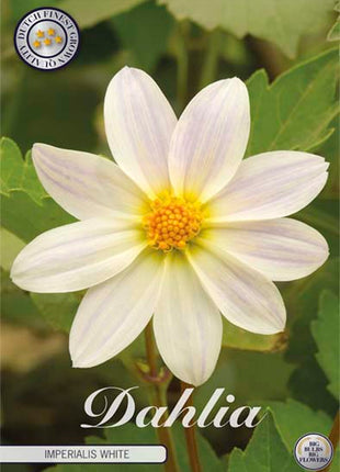 Dahlia Special Imperialis White 1-pack NYHET