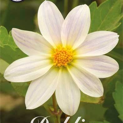 Dahlia Special Imperialis White 1-pack NYHET