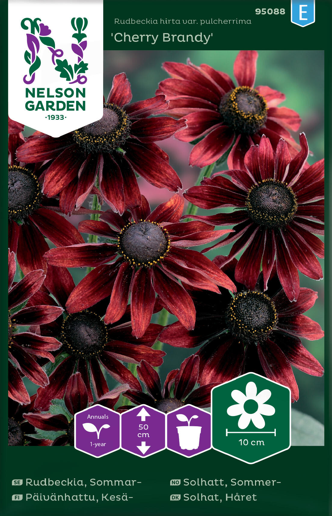 Rudbeckia Sommar- Cherry Brandy