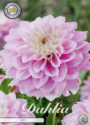 Dahlia Border Bluesette 1 kpl