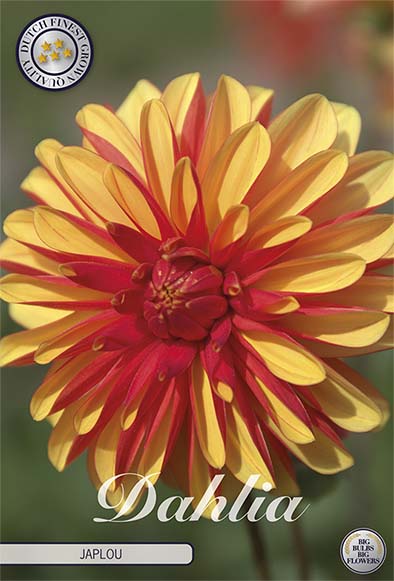 Dahlia Border Bluesette 1 kpl