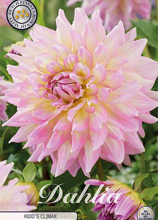 Dahlia Border Bluesette