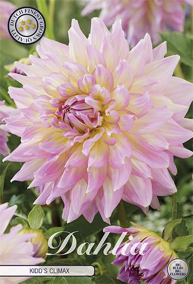 Dahlia Border Bluesette 1 kpl