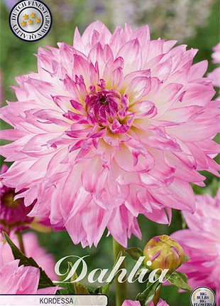 Dahlia Border Bluesette 1 kpl