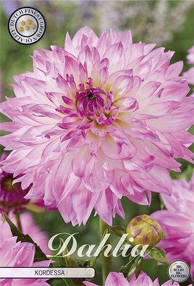 Dahlia Border Bluesette 1 kpl