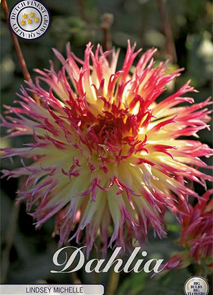 Dahlia Cactus Black Narcissus 1-pak NYHED