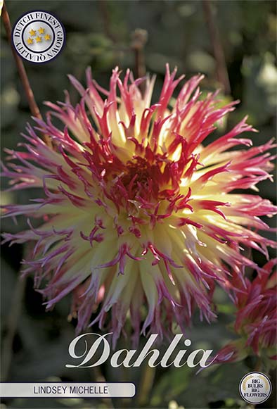 Dahlia Cactus Lindsey Michelle 1-pack NYHET