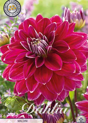 Dahlia Border Bluesette 1 kpl