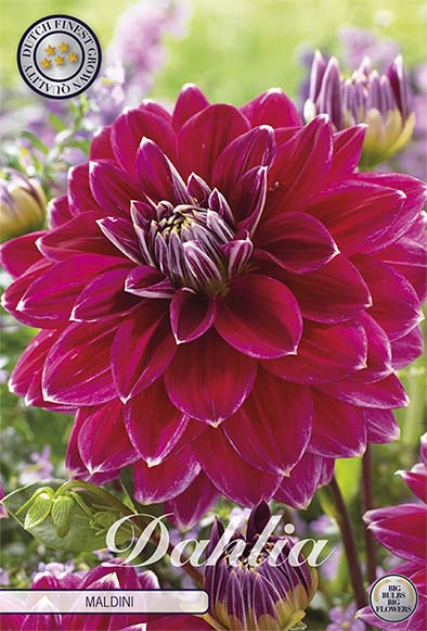 Dahlia Border Bluesette 1 kpl