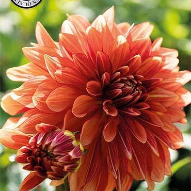 Dahlia Miss Brandy Dekorativ 1-pack NYHET